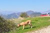 FEFERONA ARDOR BULL