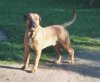 BRANCO EL PERRO DIABLO