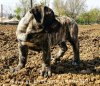 PENI EL AUTENTICO CANARIO