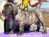 PERLA EL AUTENTICO CANARIO