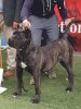 AISHA CANARIKENNEL