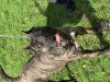 BOA BULLSARA DEL PEMBA