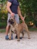 CERBEROS GRAN CANARIAN ERNEST