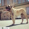 CANARIAN BULL'S ARCHER