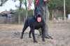 BRUMA DE BMK DEVILS