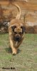 HI'LION DE LA HUELLA DEL PRESA CANARIO