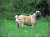 GAYA DE LA HUELLA DEL PRESA CANARIO