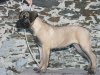 CLOE DOGMA'S