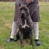 MCCOLLOUGH’S DUCHESS