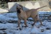 GOODFATHER DEVIL'S BONE KENNEL