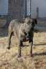 BLACK PEARL BALUARTE DE LOS PERROS