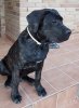 ROCKY DE KING ZULU