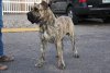 HARO DORAMUS (ANGUS)