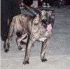 MORO (DE MUJICA)
