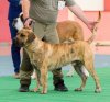 FABIO KIMI VALACHIADOG