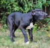 GUANCHITA DE PCRP KENNEL