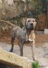 NALA DE GLADIATOR CANARIO