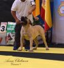 CANGO DE CIELO DE CANARIAS