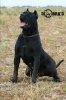 HARRA DEL DOBRA'D KENNEL
