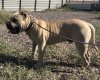 CANELO DE LOS MENCEYES