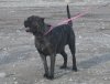 BIGGIE'S PRESAS ITHICA (FATTIE)