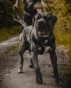 PRIMO EL AUTENTICO CANARIO