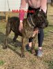 MID AMERICA K-9 ZUSI