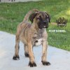 BUCEFALO DE PCRP KENNEL