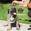 GUAJIRA DE PCRP KENNEL