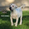 TRIANA DE PCRP KENNEL