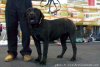 NONA DE BARNACAN BULL