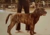 DRAGO (1976)