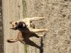 GUIMAR DE LA FUNDACIóN K-9