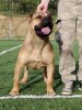 GILDA DE IMPERIO PERROS TROYA