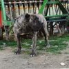ARIA EL TURCO DE PERROS