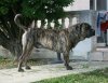 FURIO DE ROYAL PRESA