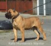 KALLA MUNTENIA’S WARRIOR