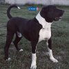 BERKUT REX DE PCRP KENNEL