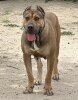 LOLA DE KING ZULU