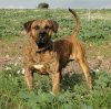 GOLFO DE LA JACHA