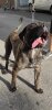 ATHENA PERRO ALFA