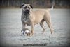 FORTUNA PERROS DE PRESA (AMINA)