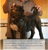 BRAVO KENNEL’S DEVISHA