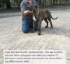 BRAVO KENNEL’S MINI-ME