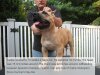 BRAVO KENNEL'S CARIBE