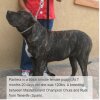BRAVO KENNEL’S PANTERA