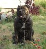 GOLD'S ACTIVE CHANEL (ONYX)
