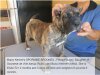 BRAVO KENNEL’S SPORMME BROOKES