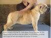 BRAVO KENNEL’S HANDSOME