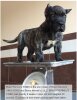 BRAVO KENNEL’S FISBO